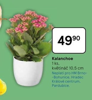 Kalanchoe 1 ks