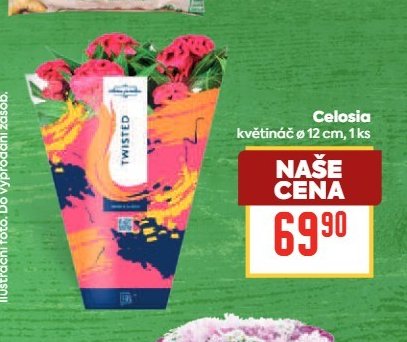 Celosia