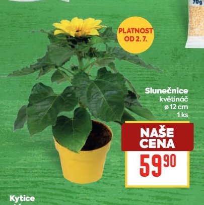 Slunečnice