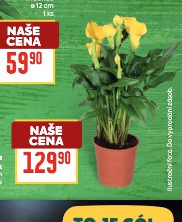 Calla Mix