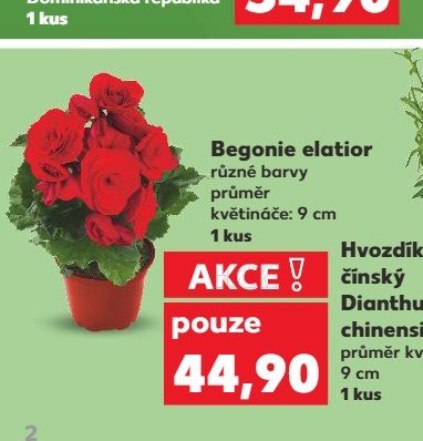 Begonie elatior