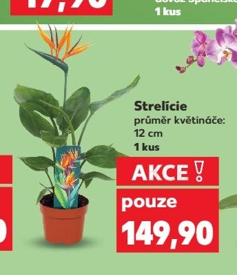 Strelície