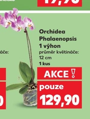 Orchidea Phalaenopsis