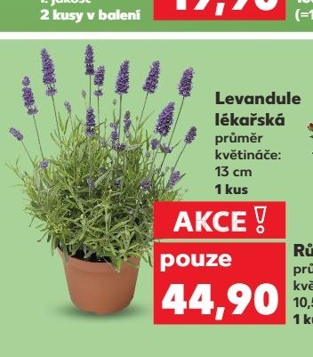 Levandule lékařská