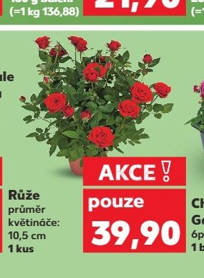 Růže