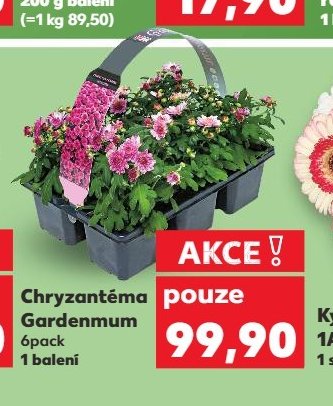 Chryzantéma Gardenmum