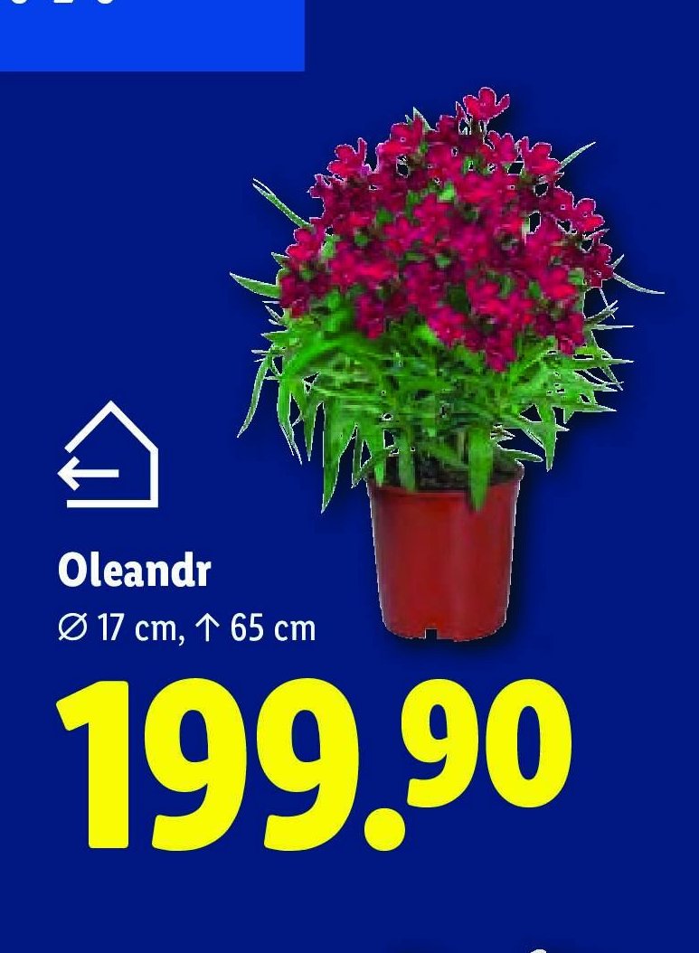 Oleandr