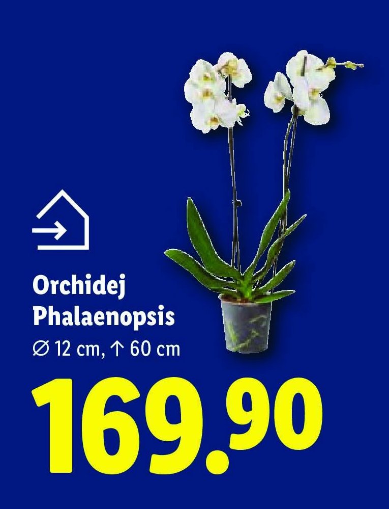 Orchidej Phalaenopsis