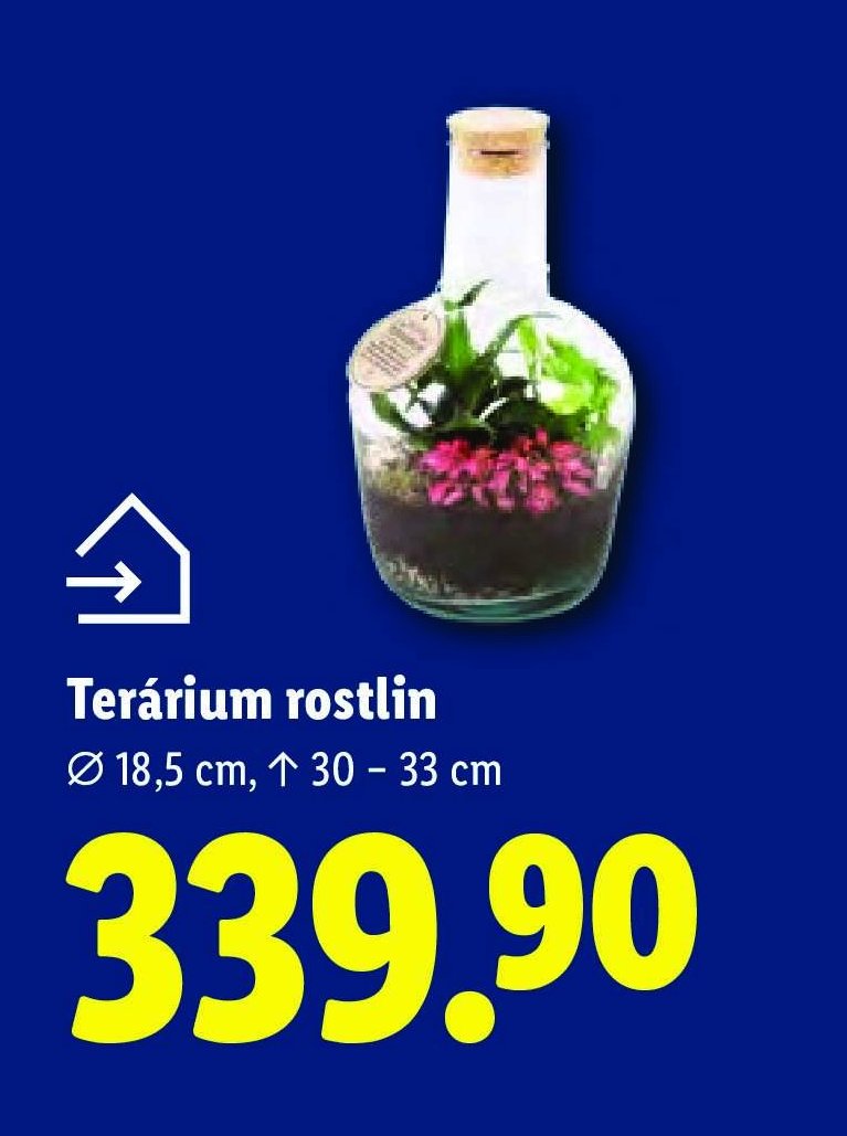 Terárium rostlin