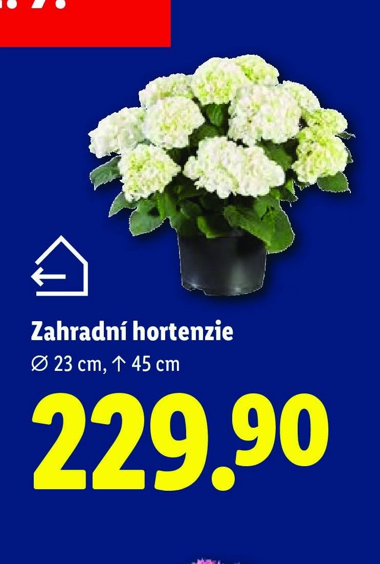 Zahradní hortenzie