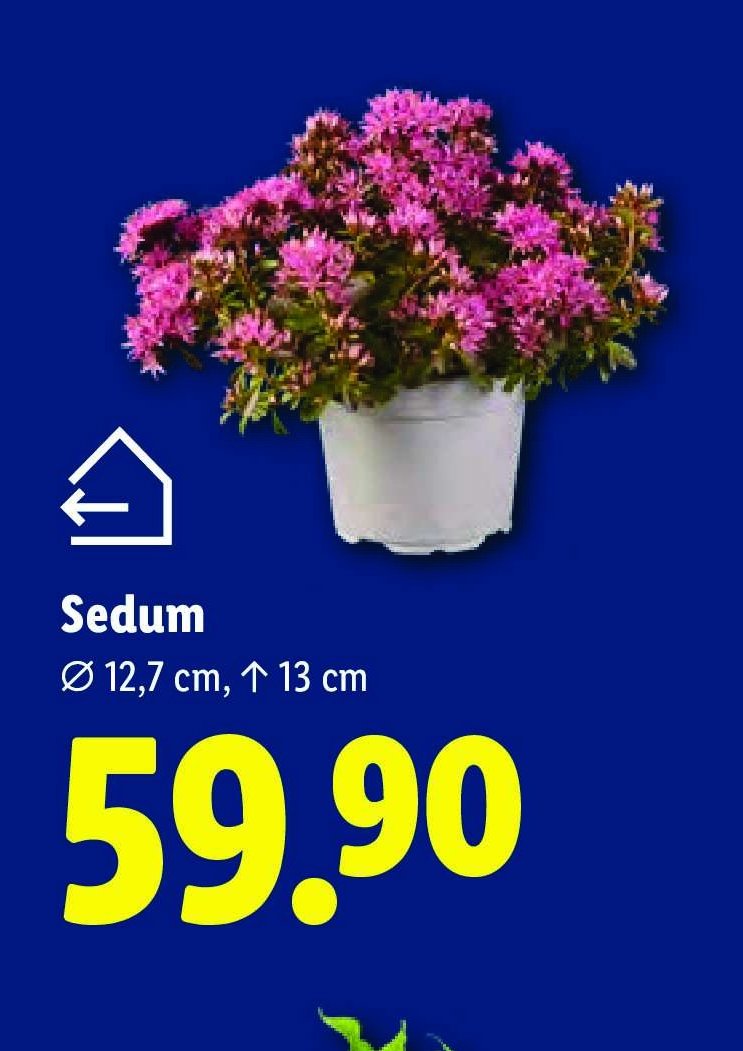 Sedum