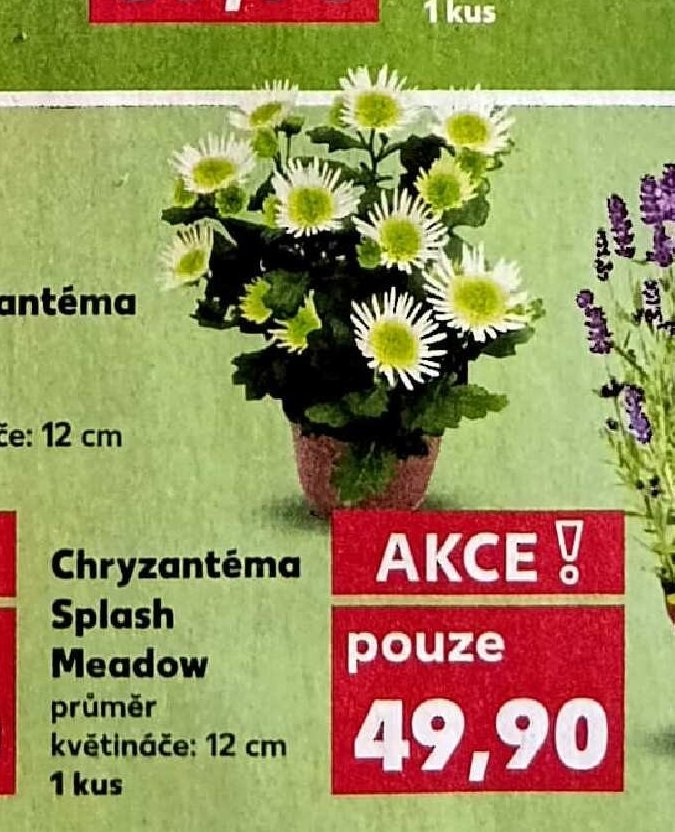 Chryzantéma Splash Meadow