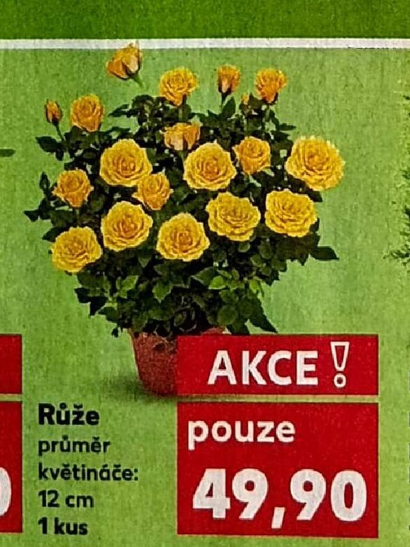 Růže