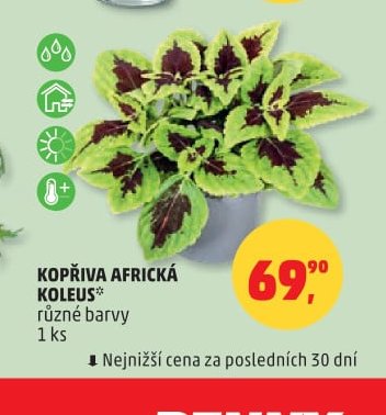 KOPŘIVA AFRICKÁ KOLEUS