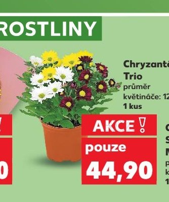 Chryzantéma Trio