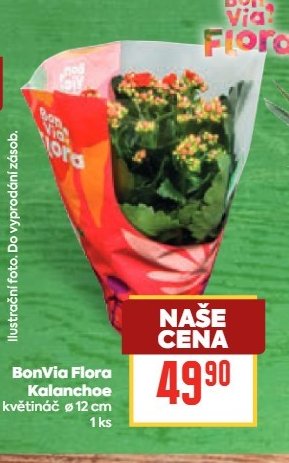 BonVia Flora Kalanchoe