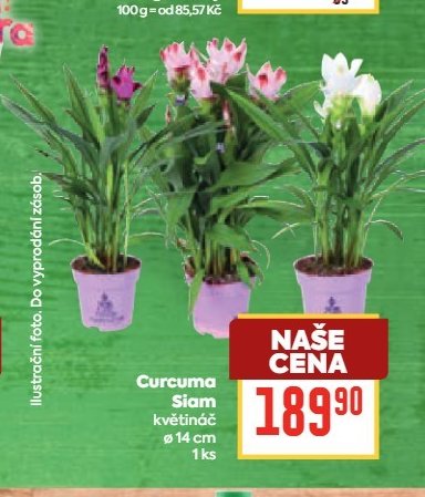 Curcuma Siam