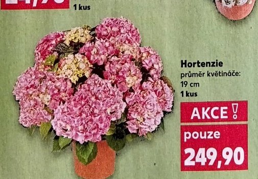 Hortenzie