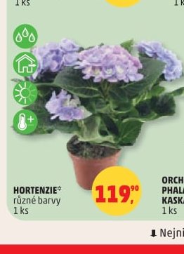 HORTENZIE
