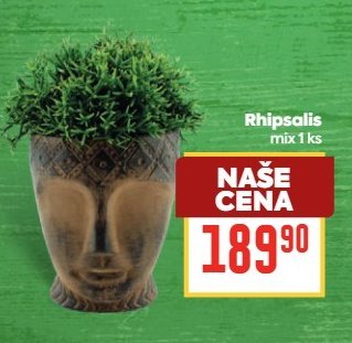 Rhipsalis, mix 1 ks