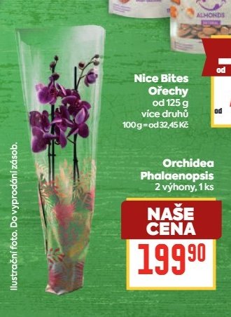 Orchidea Phalaenopsis, 2 výhony, 1 ks