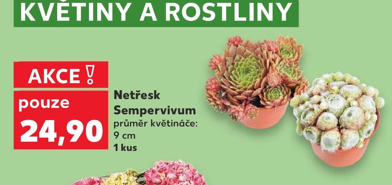Netřesk Sempervivum