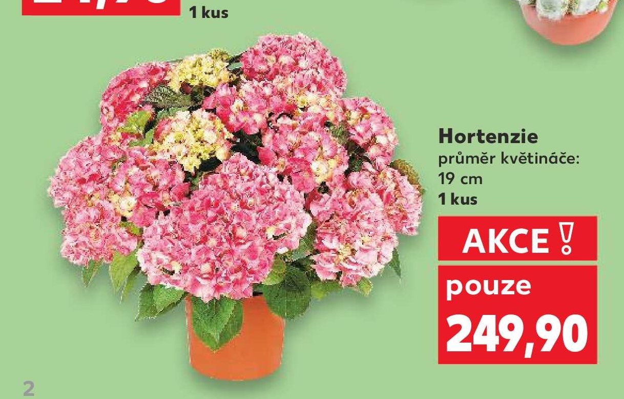 Hortenzie