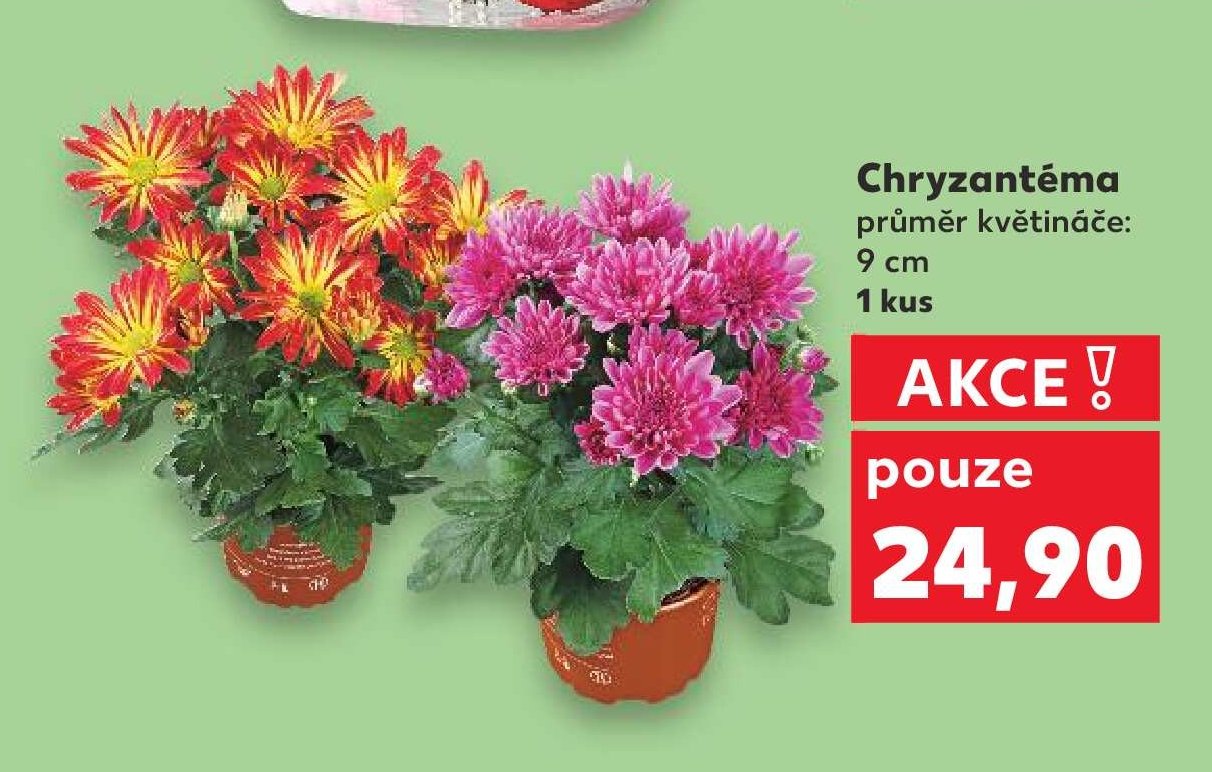 Chryzantéma