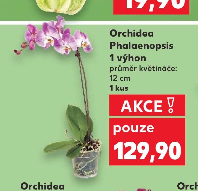 Orchidea Phalaenopsis 1 výhon