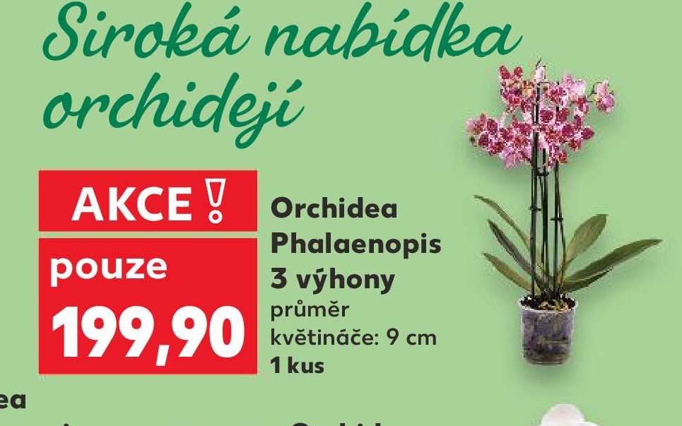 Orchidea Phalaenopsis 3 výhony