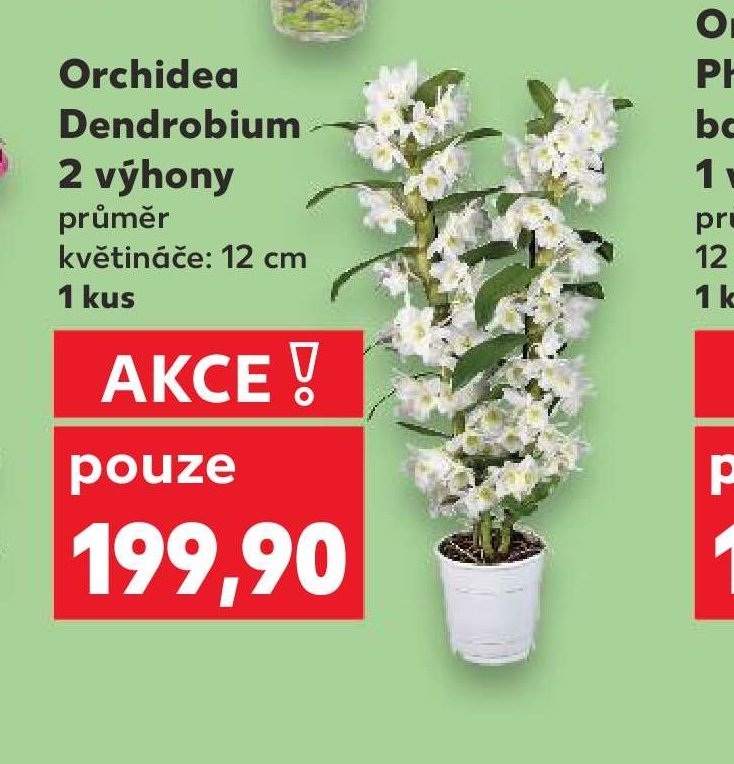 Orchidea Dendrobium 2 výhony