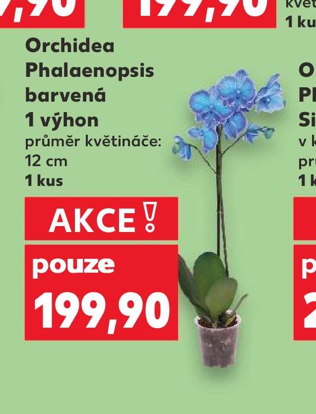Orchidea Phalaenopsis barvená 1 výhon