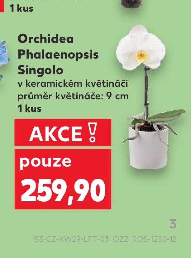 Orchidea Phalaenopsis Singolo