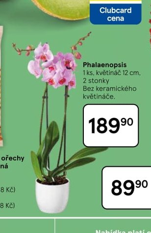 Phalaenopsis
