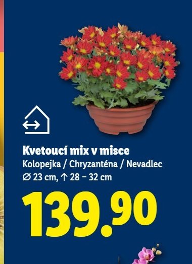 Kvetoucí mix v misce