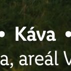 Káva
