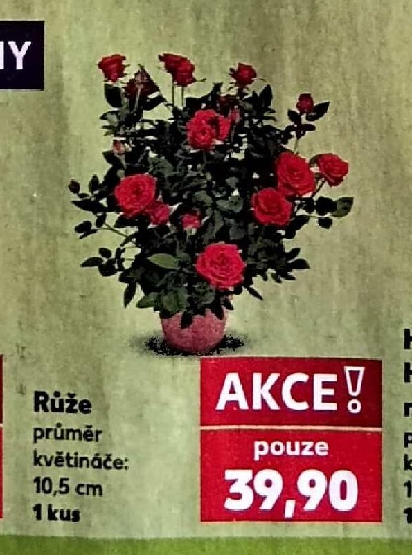 Růže 10,5 cm 1 kus