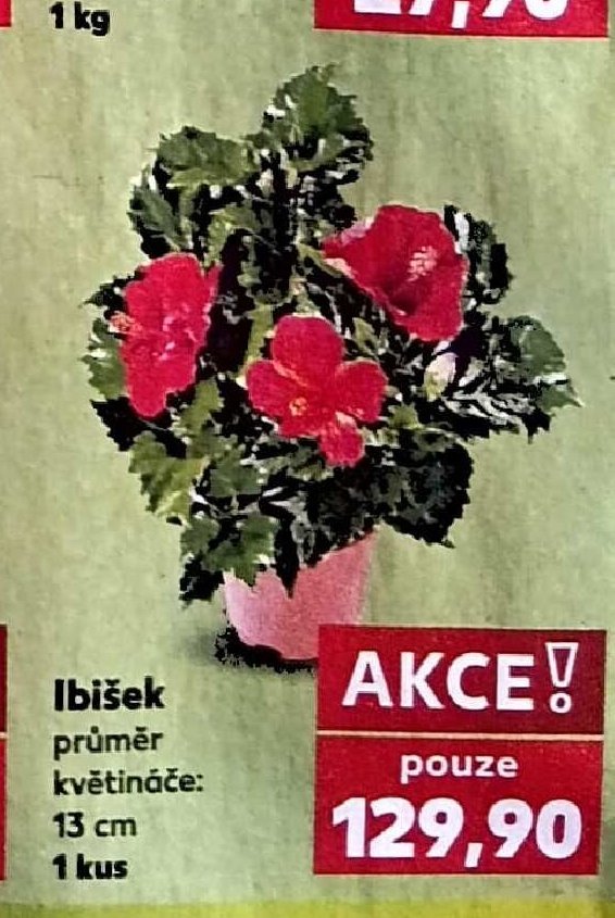 Ibišek 13 cm 1 kus