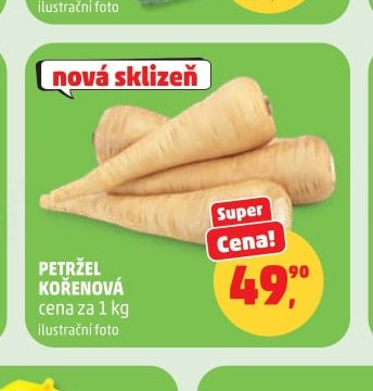 PETRŽEL KOŘENOVÁ