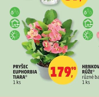 PRYŠEC EUPHORBIA TIARA