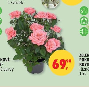 HRNKOVÉ RŮŽE