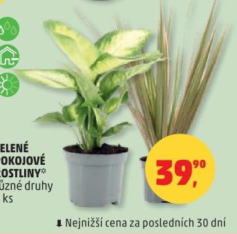ZELENÉ POKOJOVÉ ROSTLINY