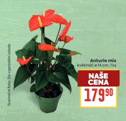 Anturie mix