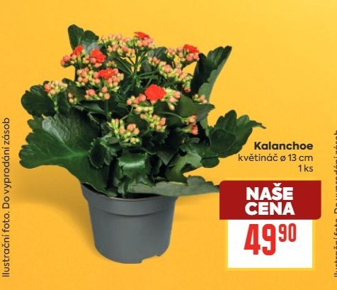 Kalanchoe