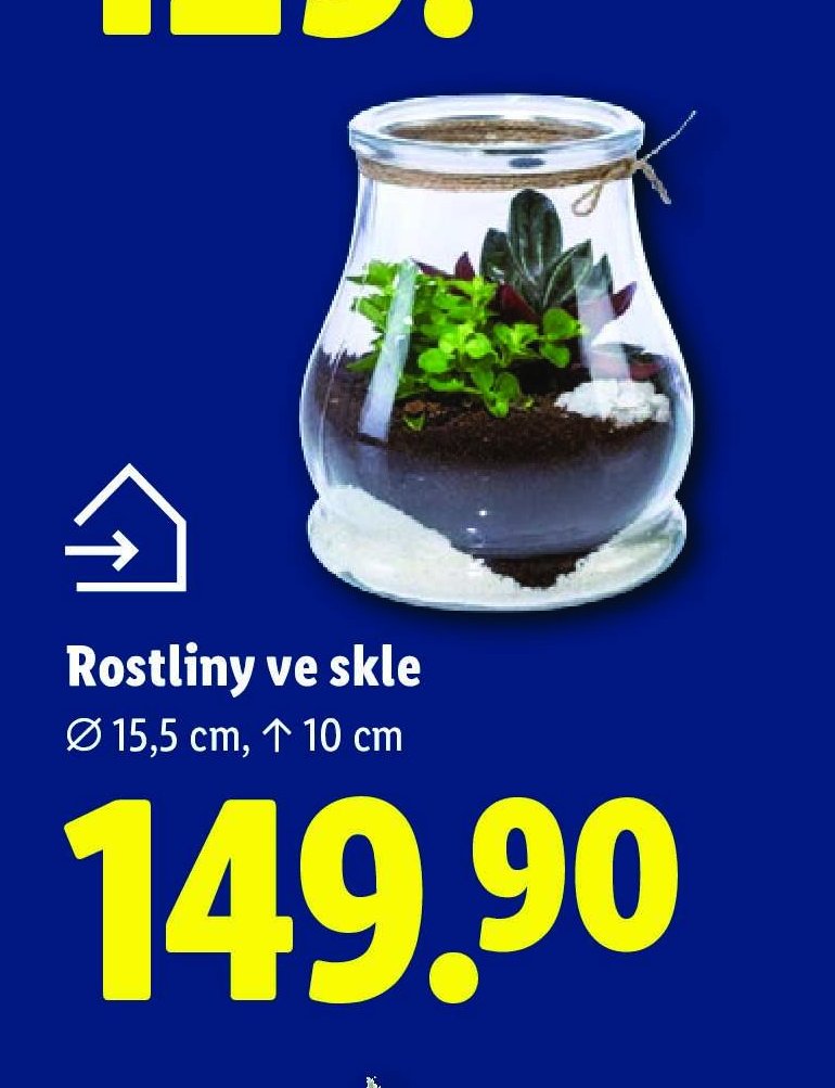 Rostliny ve skle