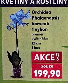 Orchidea Phalaenopsis barvená