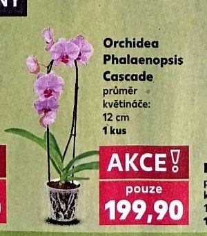 Orchidea Phalaenopsis Cascade