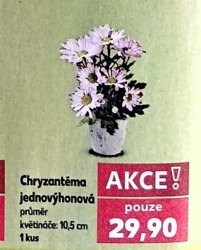 Chryzantéma jednovýhonová