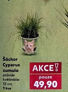 Šáchor Cyperus zumula