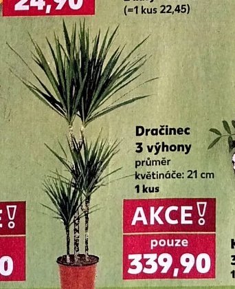 Dračinec